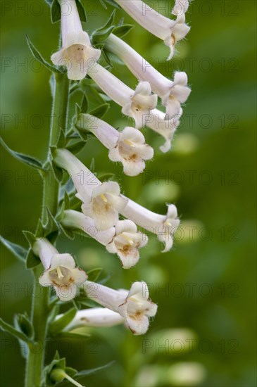 Yellow foxglove