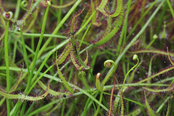 Forked-leaf sundew