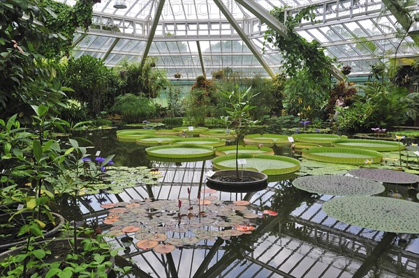 Giant water lily pads in the Victoria House