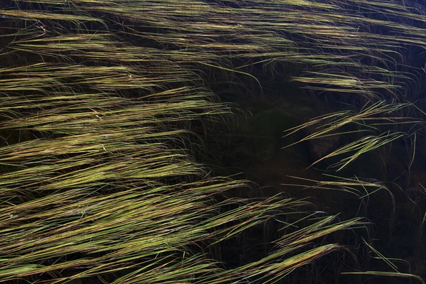 Leaves of Northern Bur-Reed