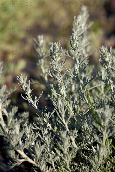 Sea wormwood