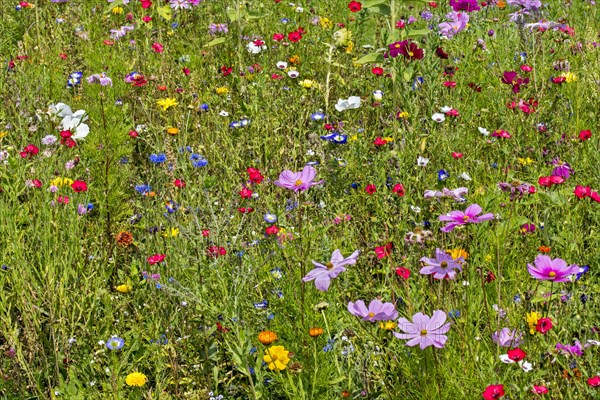 Mixture of colourful wildflowers in wildflower zone bordering meadow