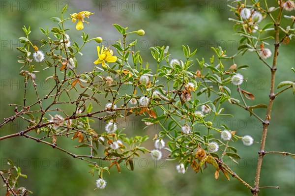 Creosote bush