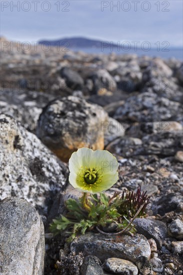 Svalbard poppy