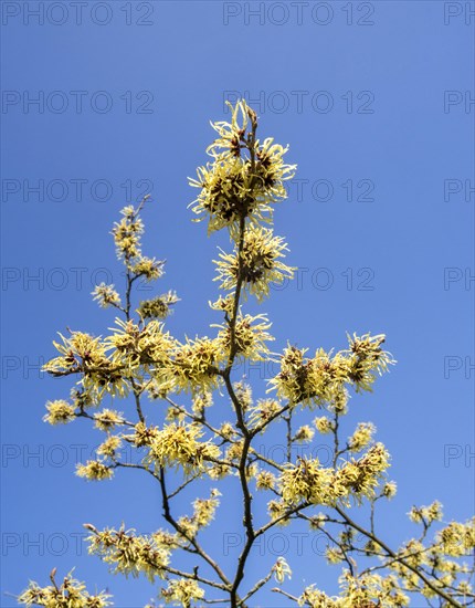 Hybrid witch hazel