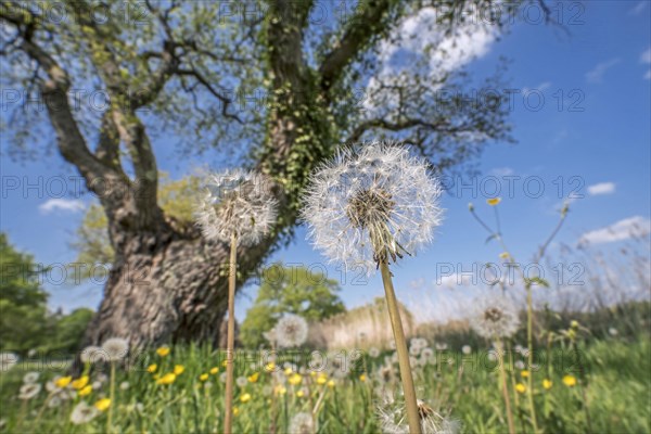 Seed heads of common dandelions