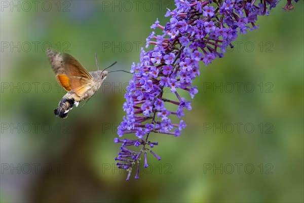 Hummingbird hawk-moth