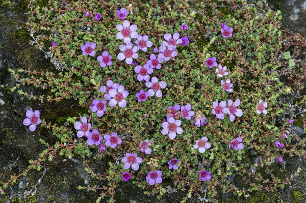 Purple saxifrage