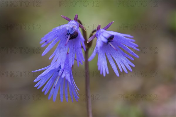 Alpine snowbell