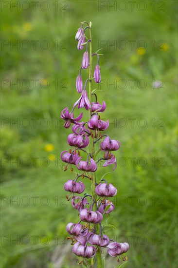 Martagon lily