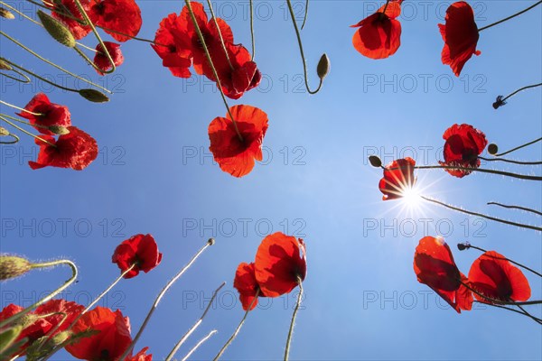 Worm's eye view over common poppies
