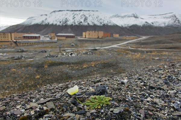 Svalbard poppy