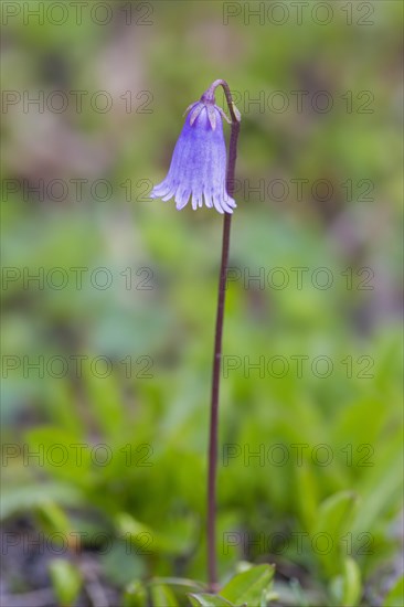 Dwarf snowbell