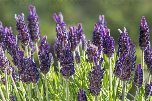 Spanish lavender