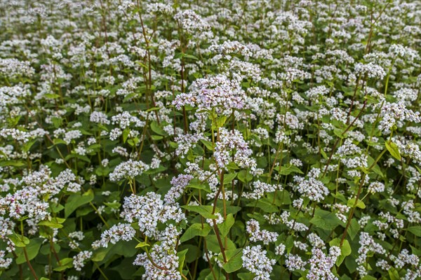 Field with common buckwheat