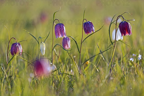 Snake's head fritillaries