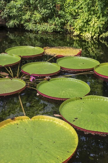 Floating leaves of the giant water lily