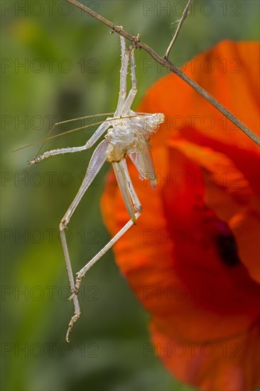 Great green bush-cricket