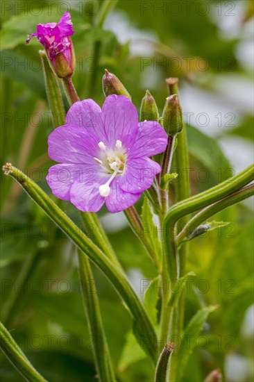 Great willowherb