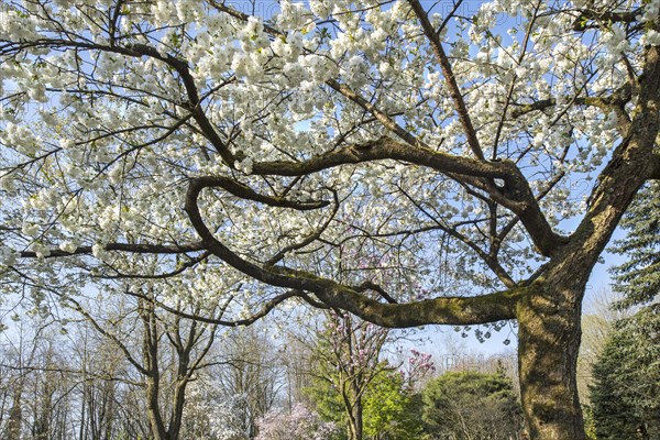 Japanese cherry