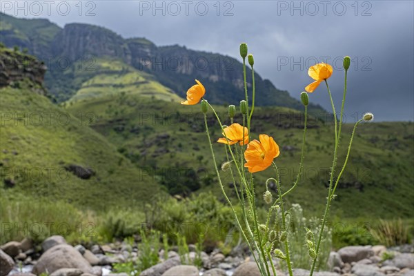 Orange South African poppies