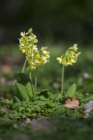 True oxlip