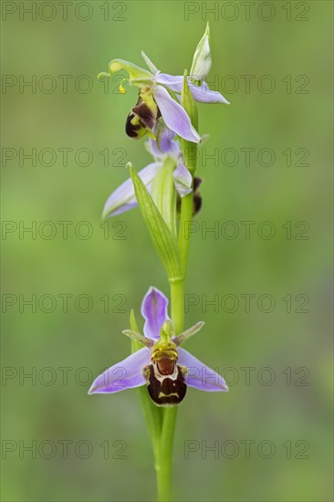 Bee orchid