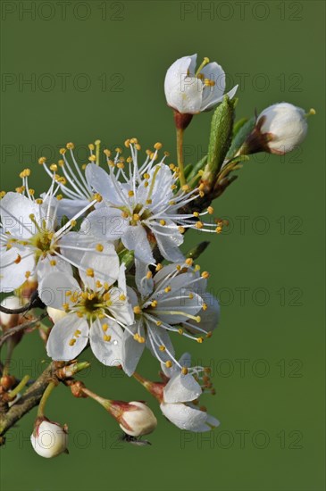 Close up of Sloe bush