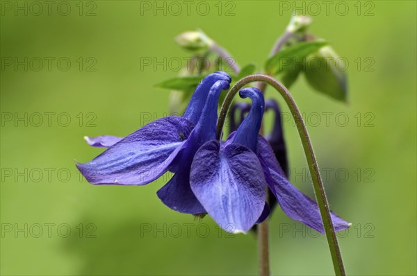 European Columbine