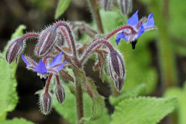 Borage