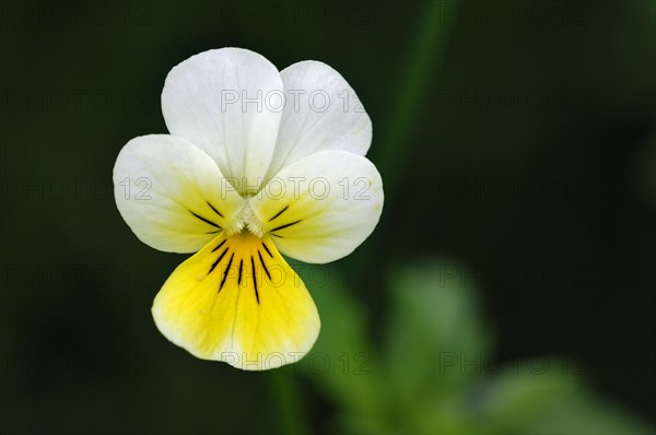 Wild pansy