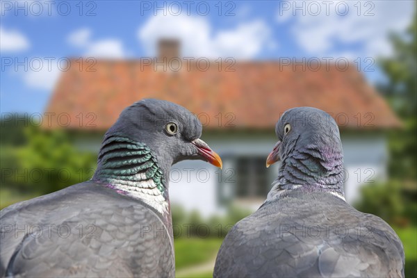 Close-up of two common wood pigeons