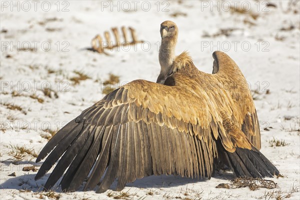 Griffon Vulture