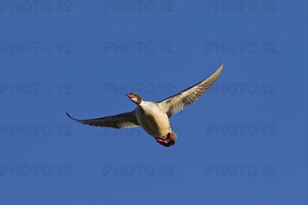 Goosander