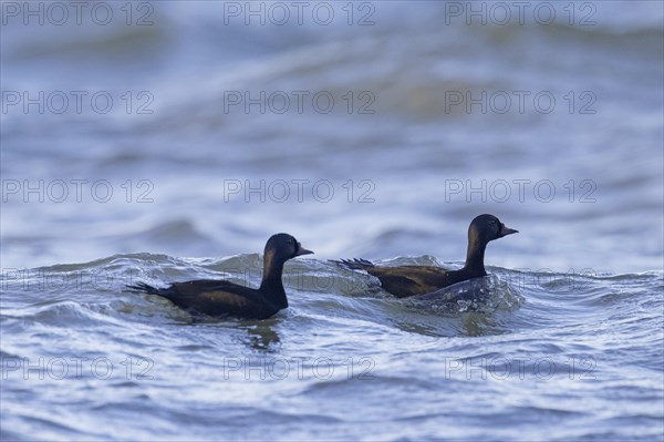 Two common scoter