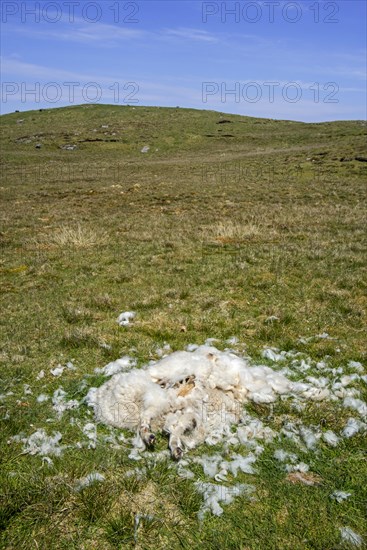 Dead sheep lying in moorland