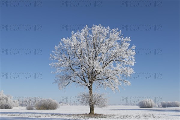 Common oak