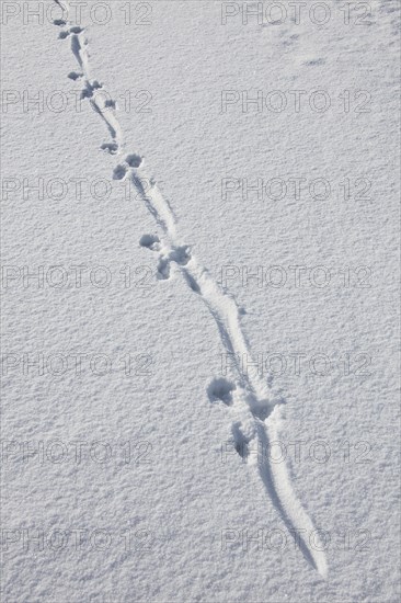 European river otter