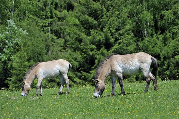 Przewalski's horse