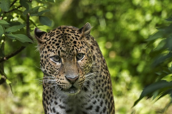 Javan leopard