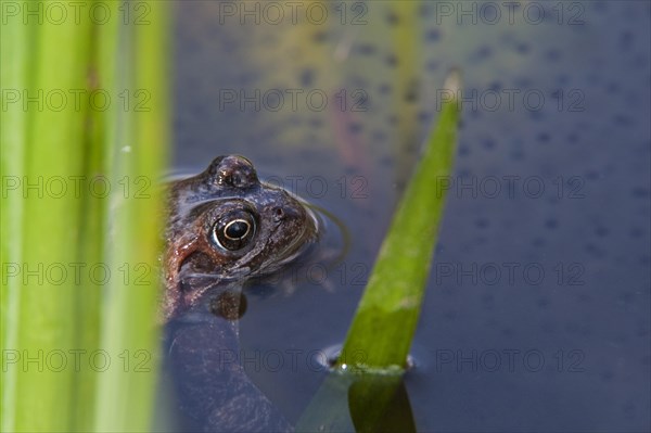 European common brown frog