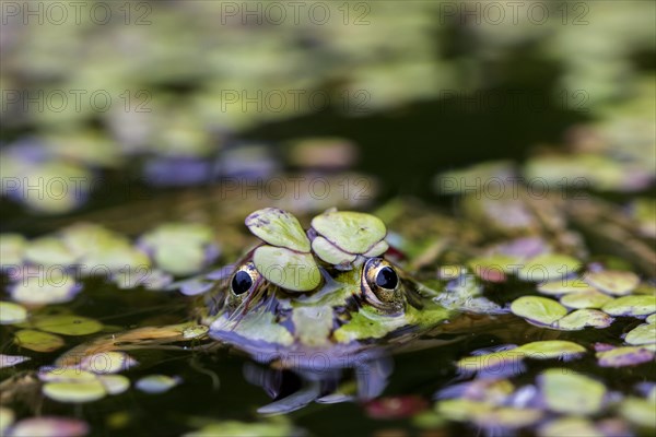 Edible frog