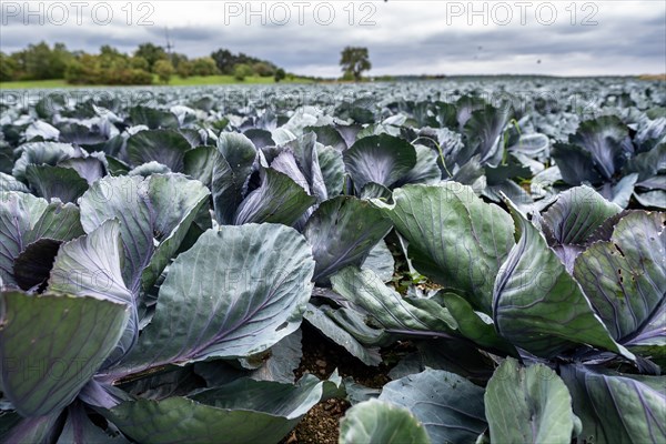 Filder-Rotkohl. Red Cabbage on the field in a suburbian of Stuttgart Baden-Wuerttemberg