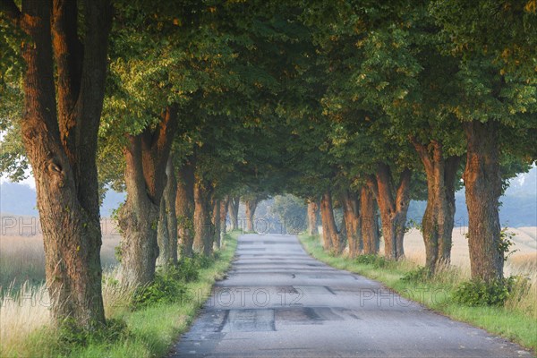 Silver lime trees