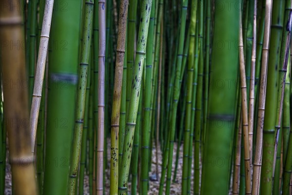 View into a bamboo grove