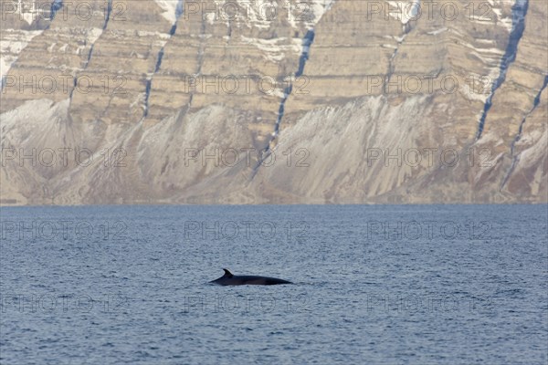 Northern minke whale