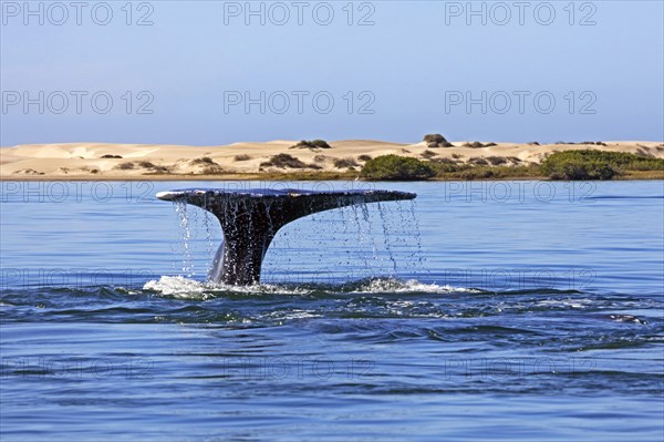 Pacific gray whale