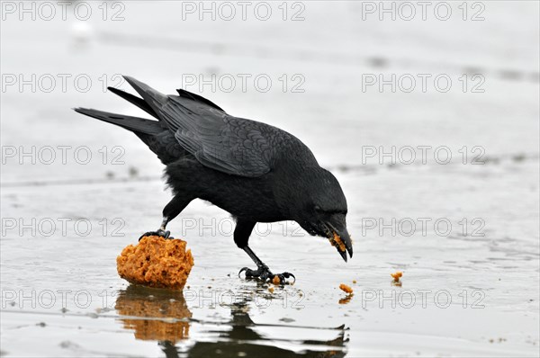 Carrion crow