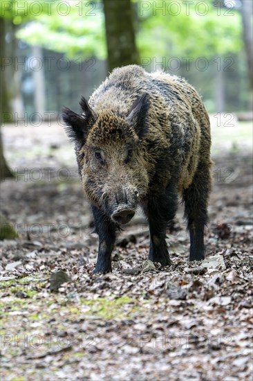 Wild boar