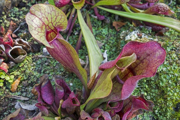 Purple pitcher plant